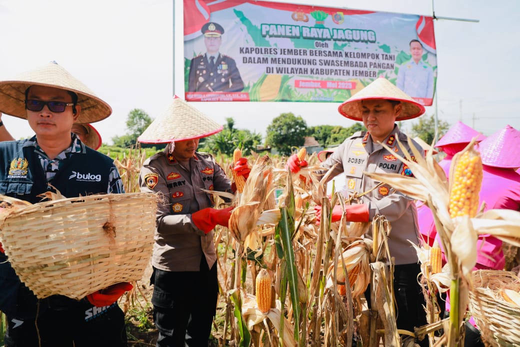 Gelorakan Swasembada Pangan Kapolres Jember Ikut Panen Raya dan Tanam Jagung di Lojejer