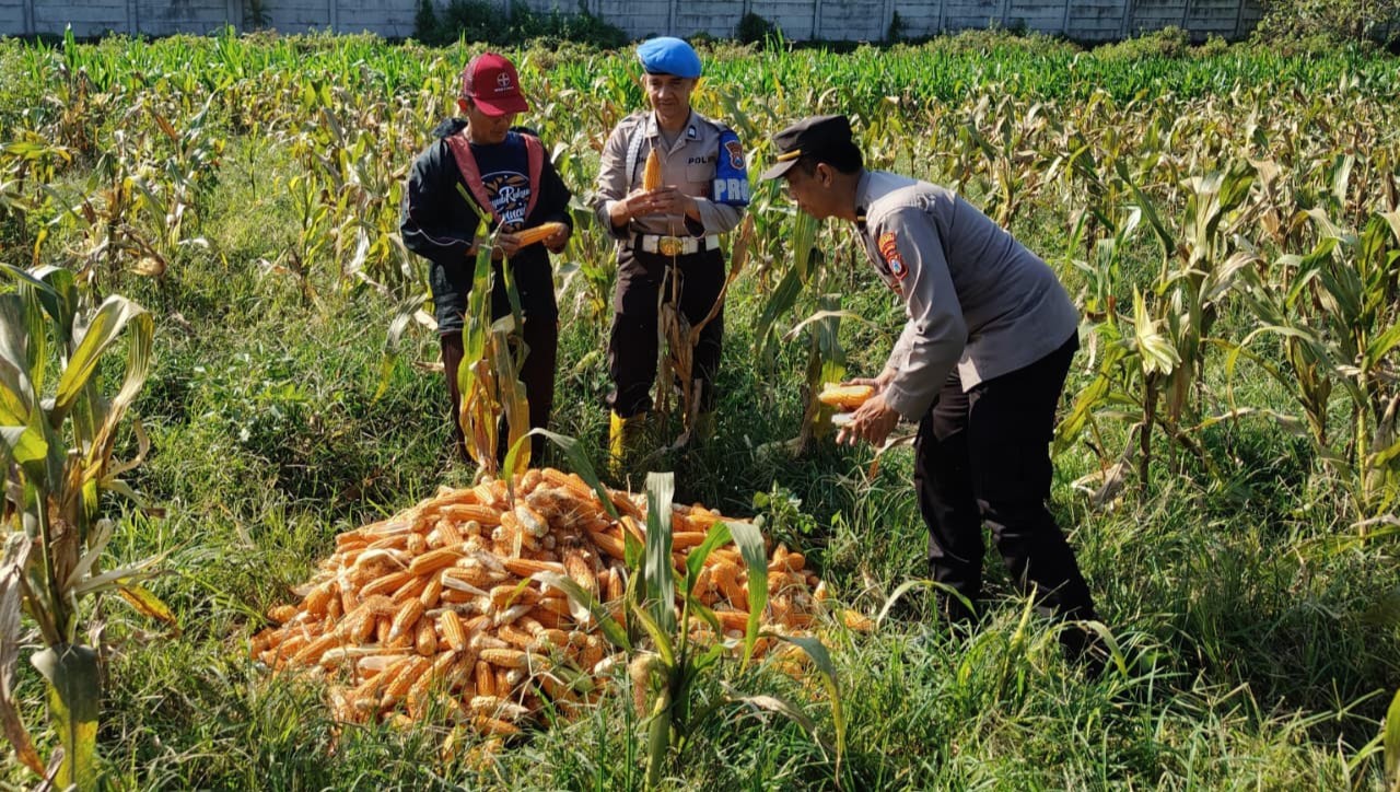 Dukung Ketahanan Pangan Nasional: Polresta Malang Kota dan Gapoktan Panen 2,5 Ton Jagung