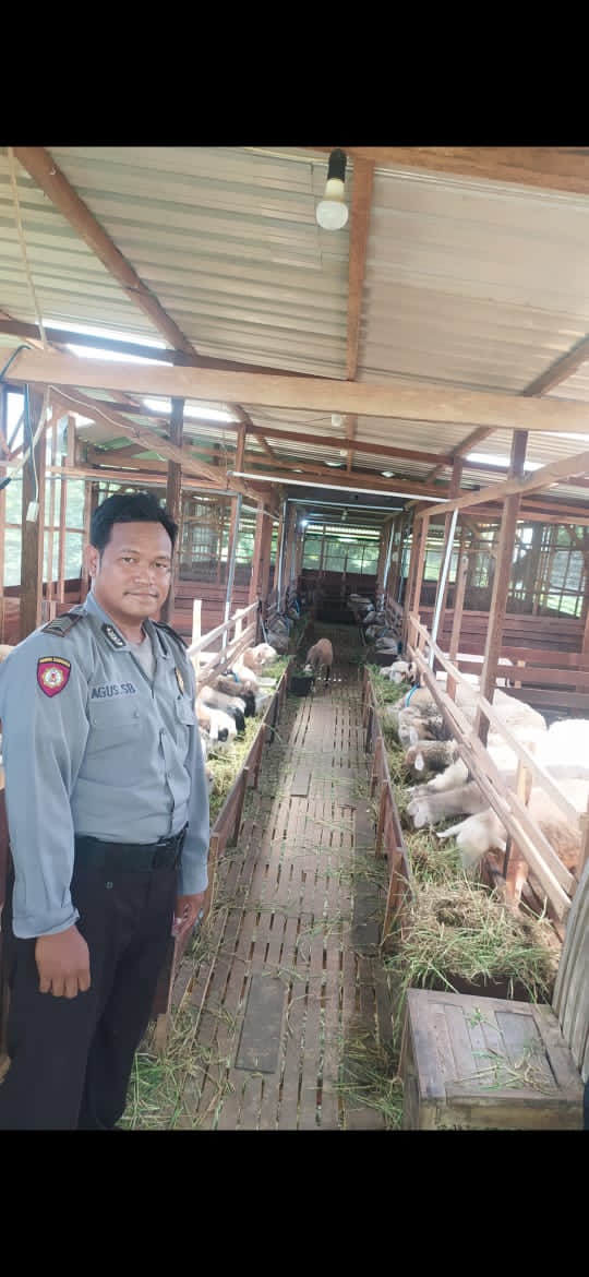 Aipda Agus, Polisi Desa yang Sukses Jadi Peternak Domba