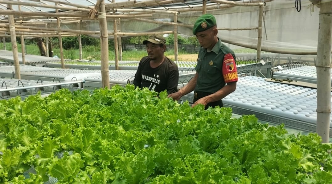 Perkuat Pembinaan Wilayah, Babinsa Kebomas Sambangi Kebun Hidroponik Warga