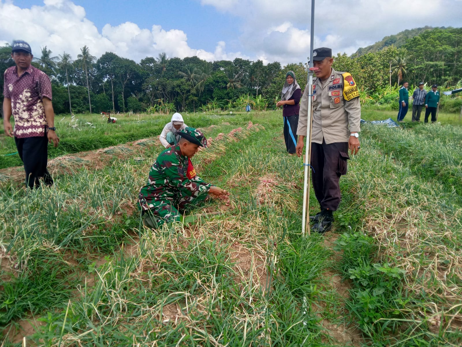 Pendampingan Babinsa Sangkapura Bantu Petani Panen Bawang Merah