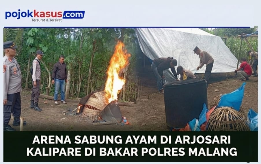 Polres Malang Bongkar Arena Judi Sabung Ayam di Kalipare