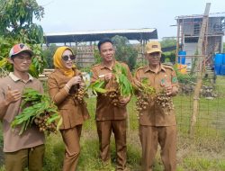 Panen Kelengkeng Sidoarjo