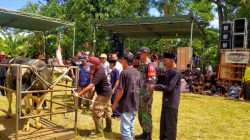 Babinsa Monitoring Perayaan Festival Tradisi Sapi Berik dan Timbang Sapi