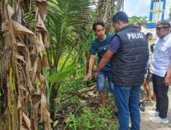 Penemuan Jasad Bayi Terbungkus Plastik Hitam, Gegerkan Warga Driyorejo
