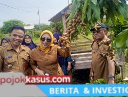 Panen Kelengkeng Sidoarjo Melejit Lahan Tidur Disulap Jadi Wisata