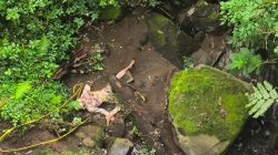 Pria Ditemukan Meninggal di Bawah Jembatan Cangar