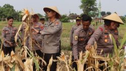 Kapolres Pasuruan Kota Panen Jagung Dukung Ketahanan Pangan