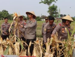 Kapolres Pasuruan Kota Panen Jagung Dukung Ketahanan Pangan