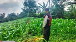 Babinkantibmas Polsek Sukorejo Optimalkan Lahan Produktif Petani
