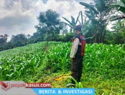 Babinkantibmas Polsek Sukorejo Optimalkan Lahan Produktif Petani