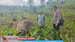 Bhabinkamtibmas di Tutur Ikut Rawat Ladang Jagung Warga