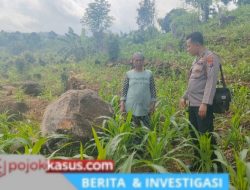 Bhabinkamtibmas di Tutur Ikut Rawat Ladang Jagung Warga