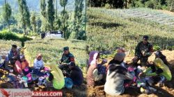 Tingkatkan Kesejahteraan Petani, Babinsa Giatkan Diversifikasi Tanaman Sayur