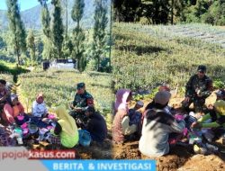 Tingkatkan Kesejahteraan Petani, Babinsa Giatkan Diversifikasi Tanaman Sayur