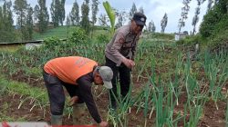 Polsek Nongkojajar Aktif Bersama Petani Bawang Prei