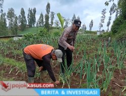 Polsek Nongkojajar Aktif Bersama Petani Bawang Prei