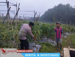 Bhabinkamtibmas Polsek Nongkojajar Dukung Program P2B Ketahanan Pangan