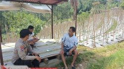 Bhabinkamtibmas Desa Gendro Tinjau Tanaman Cabai  Program Pekarangan Pangan Bergizi