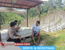 Bhabinkamtibmas Desa Gendro Tinjau Tanaman Cabai  Program Pekarangan Pangan Bergizi