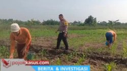 Polisi Bangil Aktif Bersama Kelompok Tani Gempeng Monitoring Lahan Jagung