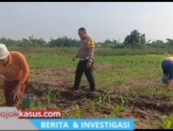 Polisi Bangil Aktif Bersama Kelompok Tani Gempeng Monitoring Lahan Jagung