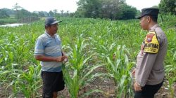 Gugus Tugas Ketahanan Pangan Polsek Kejayan