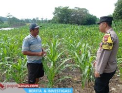 Gugus Tugas Ketahanan Pangan Polsek Kejayan