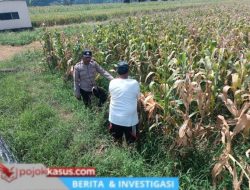 Bhabinkamtibmas Pekoren Pantau Lahan Jagung di Rembang, Kawal Asta Cita Ketahanan Pangan