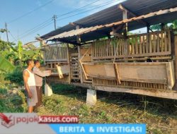 Bhabinkamtibmas Bangil Pantau Budidaya Ternak Kambing di Latek, Dukung Program P2B Asta Cita
