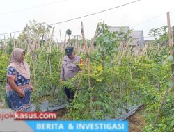 Bhabinkamtibmas Desa Pungging Tinjau Tanaman Cabe Kecil, Dukung Ketahanan Pangan Nasional