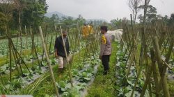 Polisi Turun ke Lahan, Pantau Perkembangan Kubis di Desa Gendro