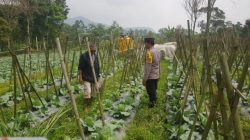Polisi Turun ke Lahan, Pantau Perkembangan Kubis di Desa Gendro