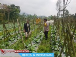 Polisi Turun ke Lahan, Pantau Perkembangan Kubis di Desa Gendro