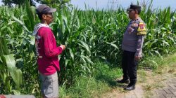 Bhabinkamtibmas Sukorejo Cek Pertumbuhan Jagung Warga