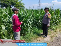 Bhabinkamtibmas Sukorejo Cek Pertumbuhan Jagung Warga