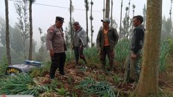 Bhabinkamtibmas Polsek Tosari Pantau Lahan Bawang Prei