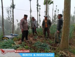 Bhabinkamtibmas Polsek Tosari Pantau Lahan Bawang Prei