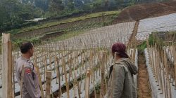 Bhabinkamtibmas Desa Gendro Tinjau Tanaman Cabai, Dukung Program Pekarangan Pangan Bergizi
