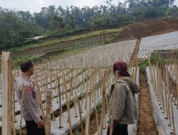 Bhabinkamtibmas Desa Gendro Tinjau Tanaman Cabai, Dukung Program Pekarangan Pangan Bergizi
