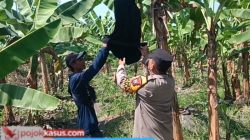 Polsek Rembang Pantau Pekarangan Pangan Bergizi Pisang Cavendish, Dukung Ketahanan Pangan Nasional