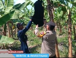 Polsek Rembang Pantau Pekarangan Pangan Bergizi Pisang Cavendish, Dukung Ketahanan Pangan Nasional