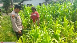 Polisi Turun ke Lahan Jagung, Dampingi Warga Kelola Pertanian