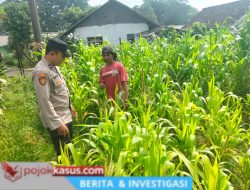 Polisi Turun ke Lahan Jagung, Dampingi Warga Kelola Pertanian