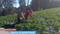 Gugus Tugas Ketahanan Pangan Polsek Tosari Pantau Tanaman Kentang di Desa Baledono