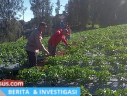 Gugus Tugas Ketahanan Pangan Polsek Tosari Pantau Tanaman Kentang di Desa Baledono