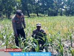 Bhabinkamtibmas Polsek Nongkojajar Tinjau Lahan Jagung P2B, Dukung Asta Cita Ketahanan Pangan
