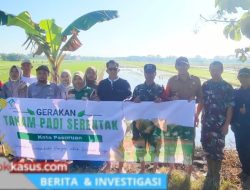 Danramil 0819/25 Gadingrejo Turun Langsung dalam Gerakan Luas Tambah Tanam (LTT)