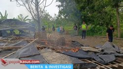 Habis Sudah! Lapak Judi Sabung Ayam di Pemalang Rata dengan Tanah