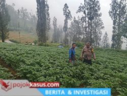 Polsek Tosari Dampingi Warga Kelola Pertanian, Pantau Lahan Kentang di Podokoyo